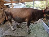 母牛, Swiss cattle — 照片 2