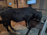 Toro, Ganado vacuno — foto 3