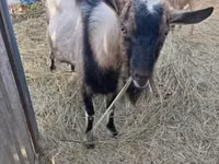 Ziege, Ziegen — Foto 3