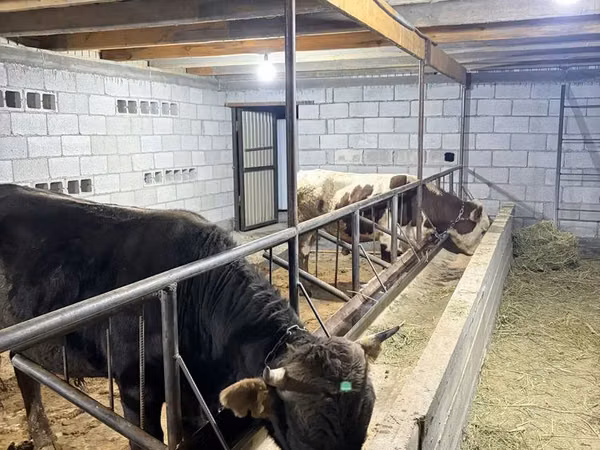 Bulle, Swiss cattle