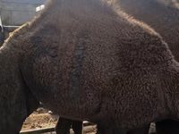 جمل, Kazakh Bactrian camel — الصورة 2