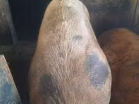 Boar — photo 3