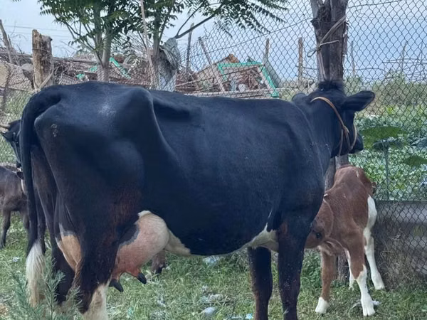 Kuh, Russian Black pied cattle