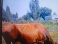 母牛, Cattle — 照片 3