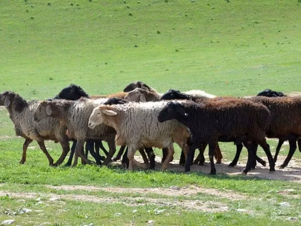كبش, الأغنام — أوزبكستان