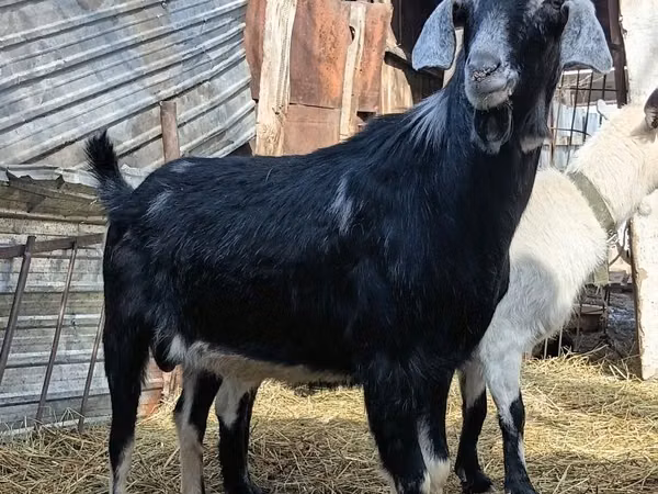 تيس, Nubian Goat