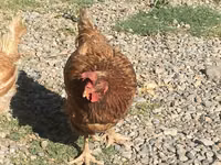 Chickens — Foto 3