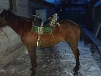 Caballo, Caballos — foto 7