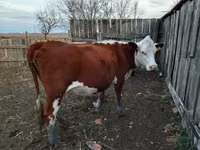 Kuh, Simmental cattle — Foto 1