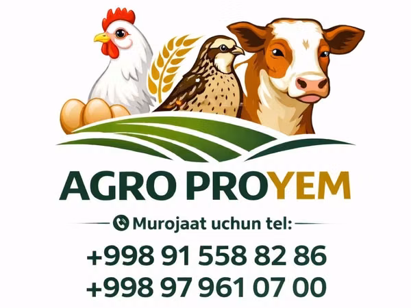 Chickens — أوزبكستان
