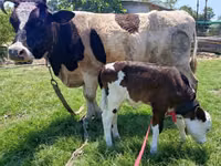 Kuh, Simmental cattle — Foto 1