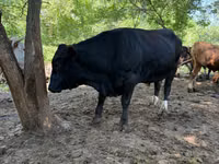Bulle, Aberdeen-Angus — Foto 1