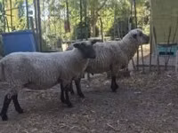 Қошқар, Shroshire sheep — 4-сурет