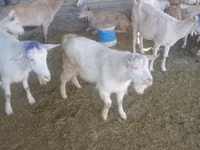 Cabro, Saanen goat — foto 4