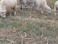 Қошқар, Cerry Hill sheep — 2-сурет