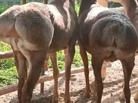 Carnero, Arashan sheep — foto 3
