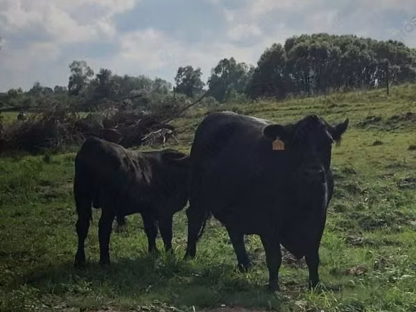 Kuh, Swiss cattle