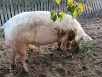 Eber, Schweine — Foto 3
