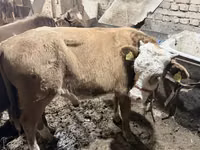 Bulle, Simmental cattle — Foto 2
