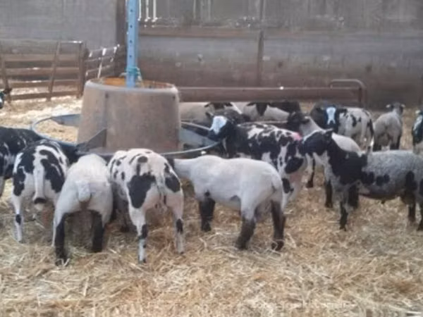 Qoʻchqor, Zwartbles sheep