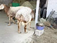 Ram, Rhon sheep — photo 2