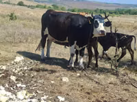 Kuh, Holstein-Rasse — Foto 1