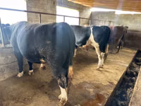 公牛, Aberdeen-Angus — 照片 1