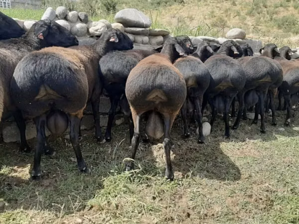 Widder, Schafe — Usbekistan