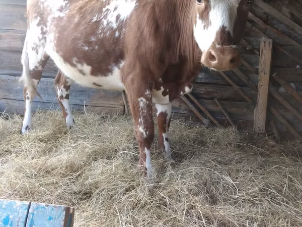गाय, Simmental cattle — कज़ाखस्तान