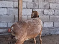 Oveja, Arashan sheep — foto 1