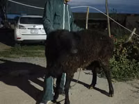 كبش, Karakul sheep — الصورة 3