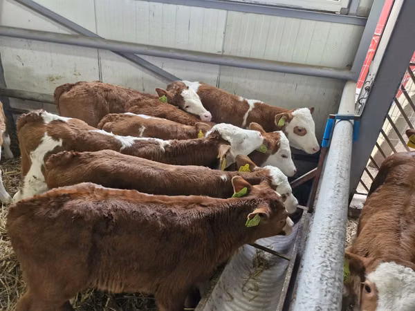 ІҚМ (топ, жынысы көрсетілмеген), Simmental cattle