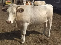 गाय, Swiss cattle — फ़ोटो 3