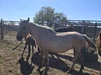 Yegua, Horse breed — foto 1