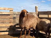 Schaf, Kazakh fat-tailed coarsewool sheep — Foto 1