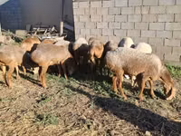 Schafe (Partie, Geschlecht nicht angegeben), Hissar sheep — Foto 2