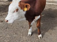 ثور, Simmental cattle — الصورة 8