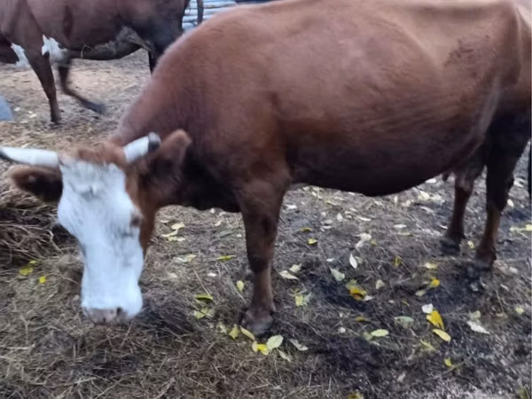 गाय, हेरफोर्ड — कज़ाखस्तान
