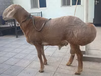 Carnero, Edilbay sheep — foto 1