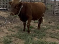 Bull, Cattle — photo 3