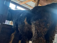 公牛, Cattle — 照片 5