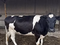 母牛, Holstein breed — 照片 3