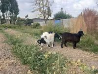 Cabro, Cabras — foto 2