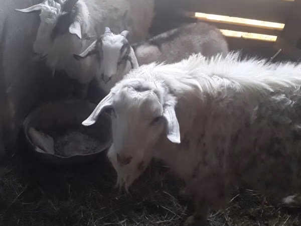 Cabro, Alpine goat — Kazajistán