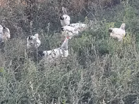 Chickens — foto 4
