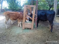Bull, Russian Black pied cattle — photo 3