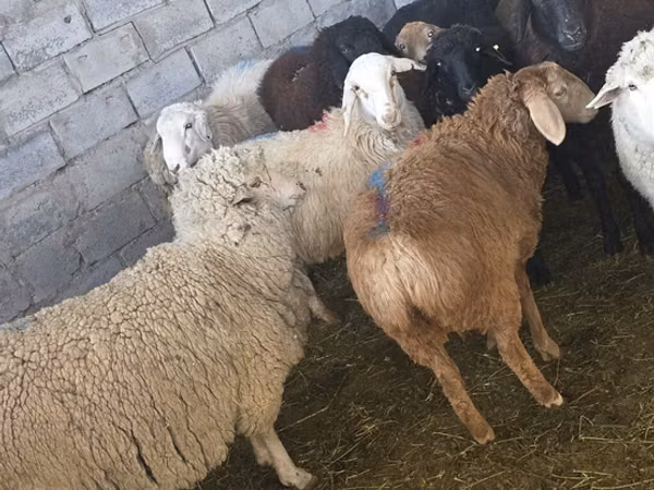 Schafe (Partie, Geschlecht nicht angegeben), Edilbay sheep — Kirgisistan