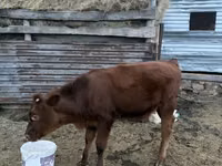 母牛, Cattle — 照片 2