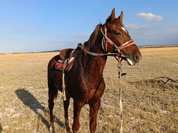 Hengst, Russian Don