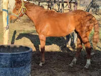 घोड़ा, Thoroughbred horse — फ़ोटो 7